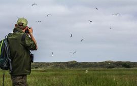 Staatsbosbeheer vogels tellen