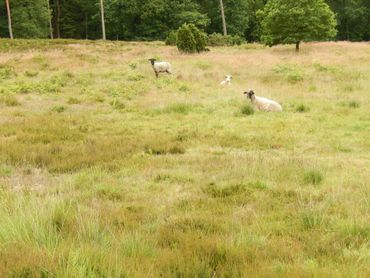 Schapenbegrazing bij Schoonloo