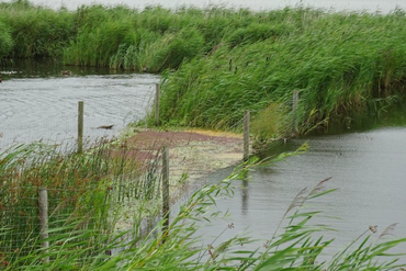 Rasters in het Veluwemeer. Binnen het raster groeit het riet beter en de diversiteit aan plantensoorten neemt toe.