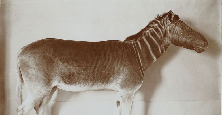 De laatste quagga, opgezet in het Zoölogisch Museum van ARTIS