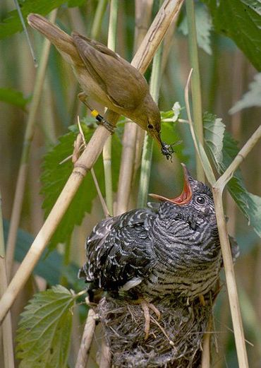 Koekoeksjong in het nest van een kleine karekiet. Het nest is al veel te klein voor het jong