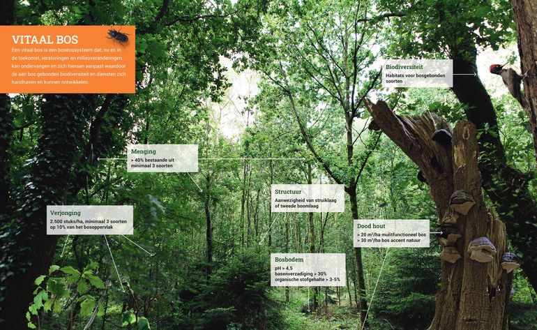 Binnenzijde folder 'Vitaal bos: indicatoren en streefwaarden' met indicatoren als verjonging, menging en dood hout en bijbehorende streefwaarden