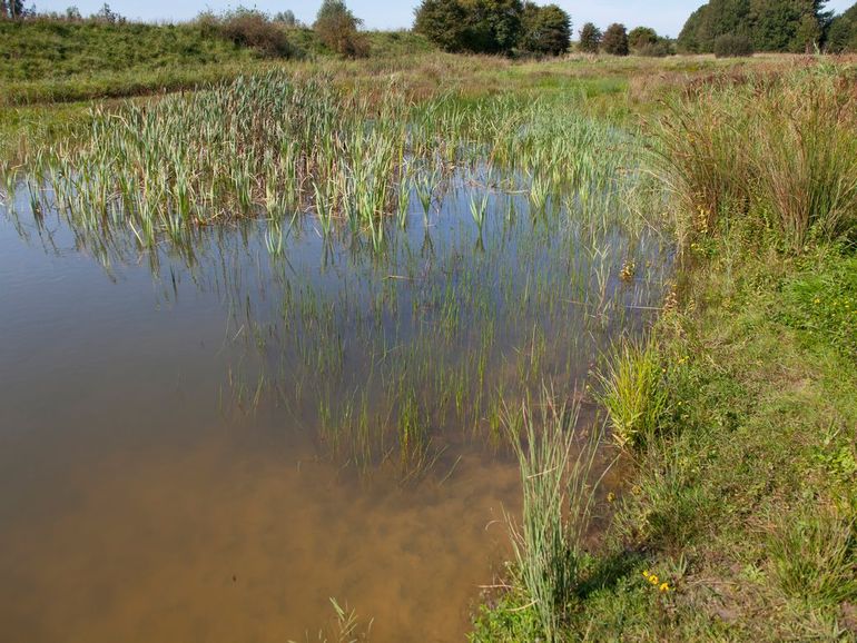 Leefgebied van de tengere grasjuffer, ondiepe plas met veel open vegetatie