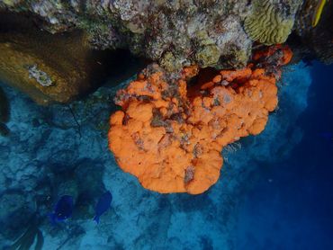 Mesophotische riffen zijn dankzij hun unieke biodiversiteit en ecologische functies van vitaal belang voor de gezondheid van het hele mariene ecosysteem