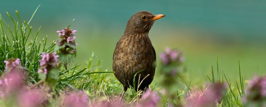 Hilarisch Onderzoek openbaring Nature Today | Meer over de merel