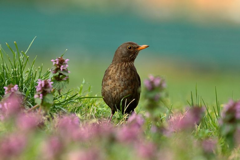 Helm pijn doen Opsommen Nature Today | Meer over de merel