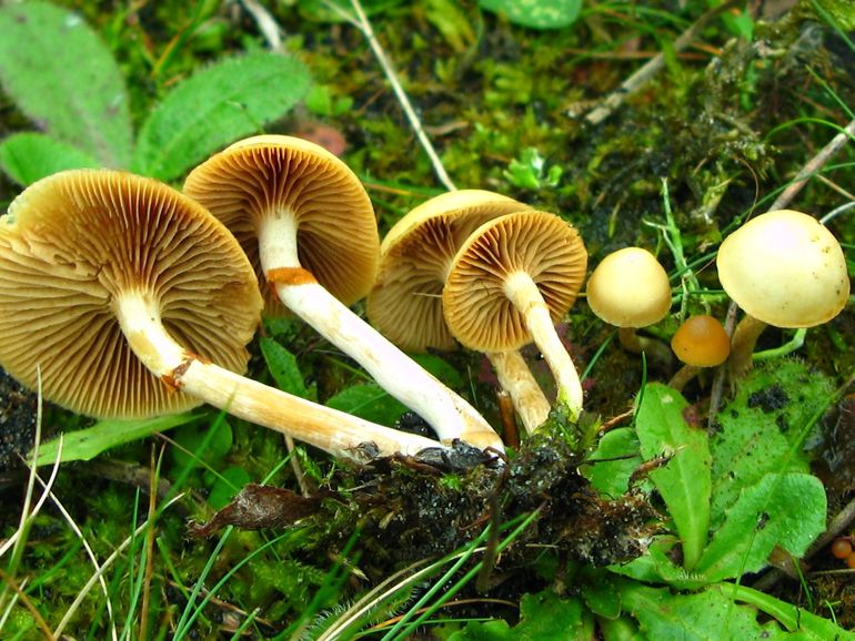 Bundelmosklokje (Galerina marginata sl)