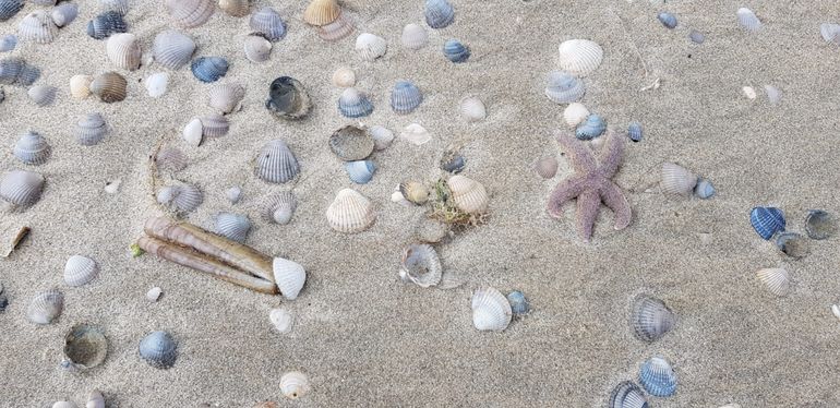 Schelpen op het strand