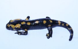 Vuursalamander