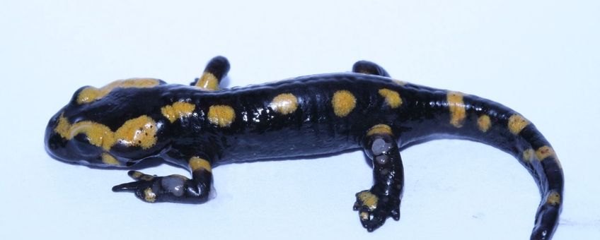 Vuursalamander