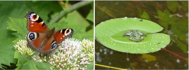 Links: dagpauwoog. Rechts: kikker op blad waterlelie
