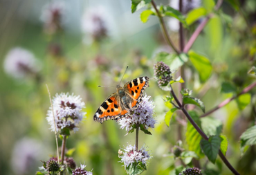 Kleine vos op bloem