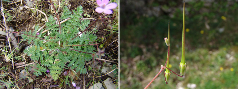 Links: het fris blauwgroene blad van de gewone reigersbek; rechts: bij de reigersbek knikken de bloemsteeltjes als de bloemen uitgebloeid zijn