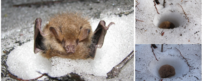 Ussurische buisvleermuis overwintert in een holletje in de sneeuw.