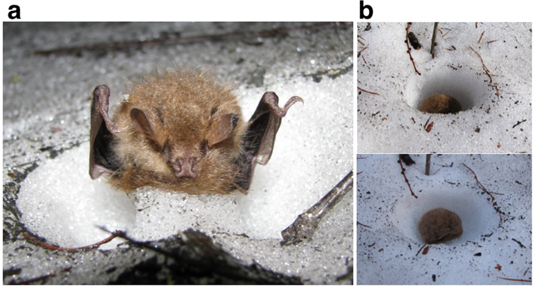 Ussurische buisvleermuis overwintert in een holletje in de sneeuw