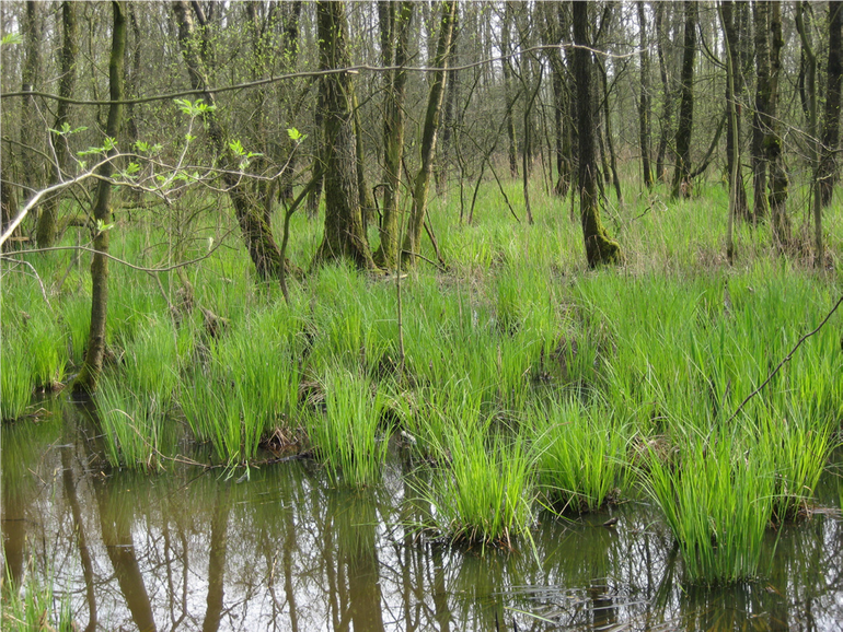 Elzenbroekbos in De Zumpe