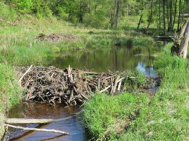 De bever heeft forse impact op het landschap, zoals door het bouwen van dammen