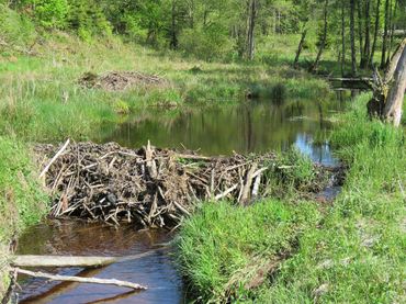 De bever heeft forse impact op het landschap, zoals door het bouwen van dammen