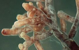 Mycorrhizza