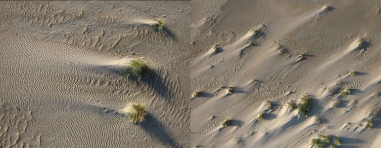 Duinvorming wordt vooral bepaald door hoe de gras-patches ten opzichte van elkaar staan geformeerd