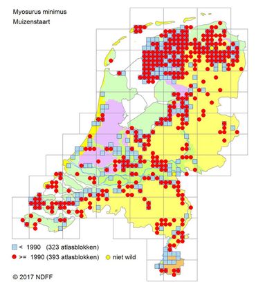 Muizenstaart lijkt een uitgesproken Friese plant