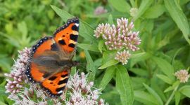 Kars Veling Kleine vos - primair