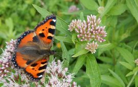 Kars Veling Kleine vos - primair