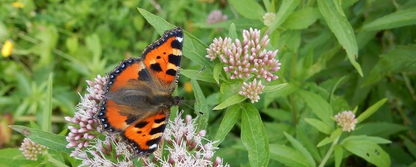 Kleine vos - primair