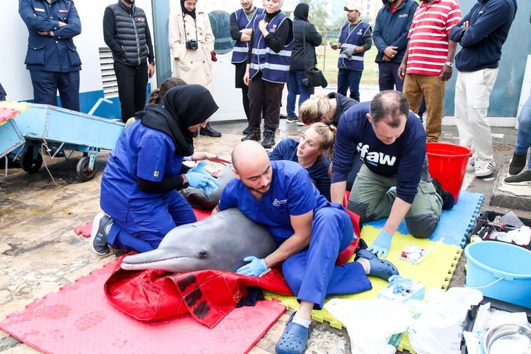 Voorbereidingen voor de terugkeer van een Indische bultrugdolfijn naar de oceaan