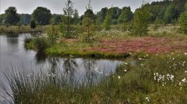 Ven in de boswachterij Schoonloo.