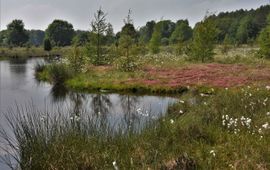 Ven in de boswachterij Schoonloo.