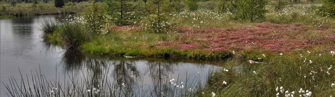 Ven in de boswachterij Schoonloo.