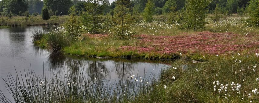 Ven in de boswachterij Schoonloo.