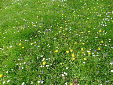 Wat minder vaak maaien levert bloemen en insecten