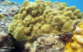 The common Caribbean coral Porites astreoides was found on both the artificial and natural reef.