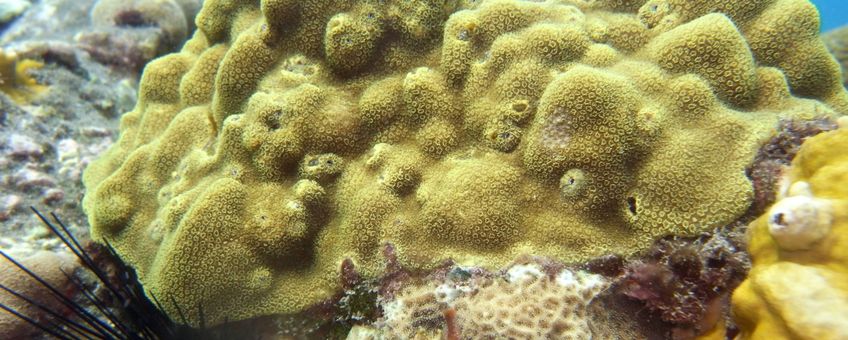 The common Caribbean coral Porites astreoides was found on both the artificial and natural reef.