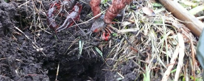 Twee rode Amerikaanse rivierkreeften uit een uitgegraven kreeftenhol