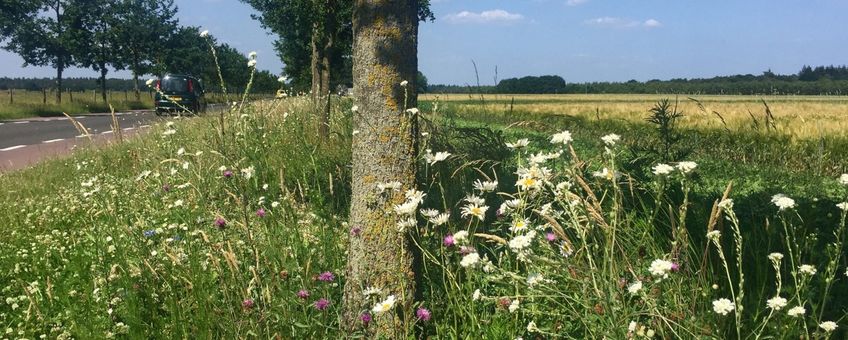 bloemrijke berm - primair