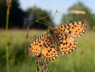 Small pearl-bordered fritillary (Boloria selene)