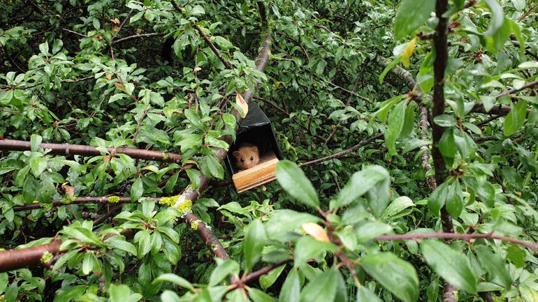 Hazelmuis in nestbuis