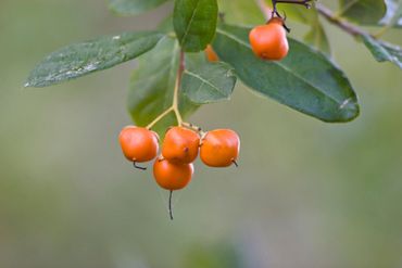 Orange fruits of the Strongbark tree