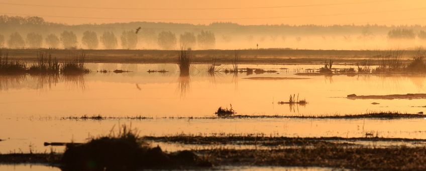 Ochtend in natuurgebied Binnenveld.