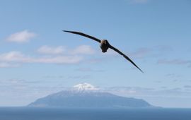 Een albatros zwevend boven het eiland Tristan da Cunha ten zuidwesten van Kaapstad