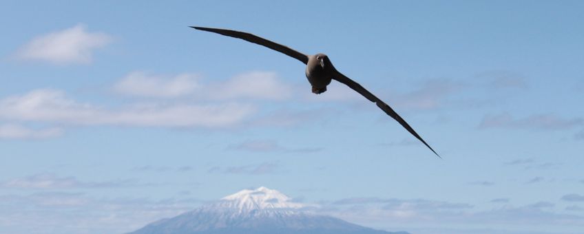 Een albatros zwevend boven het eiland Tristan da Cunha ten zuidwesten van Kaapstad