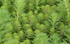Johan van Valkenburg Myriophyllum rubricaule te midden van Myriophyllum aquaticum