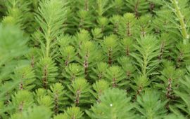 Myriophyllum rubricaule te midden van Myriophyllum aquaticum