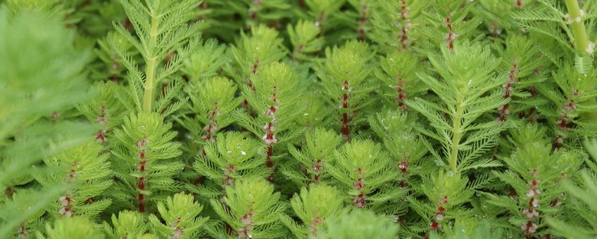 Myriophyllum rubricaule te midden van Myriophyllum aquaticum