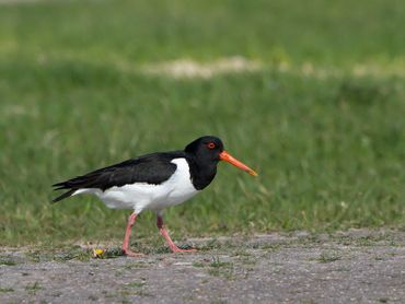 Een scholekster heeft een voorkeur voor lage vegetatie