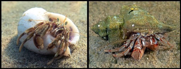 Jongere, kleinere exemplaren van de Grote heremietkreeft gebruiken kleinere slakkenhuizen. Links: exemplaar in de schelp van een Purperslak (Nucella lapillus). Rechts: ook slakkenhuizen van exoten als de Japanse stekelhoren (Ocinebrellus inornatus) worden gebruikt