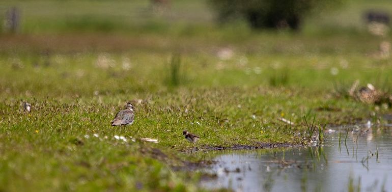 Kievit met jong bij plasdras